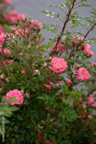 Wallpaper Mural Small pink roses blooming close up summer flowers Torontodigital.ca