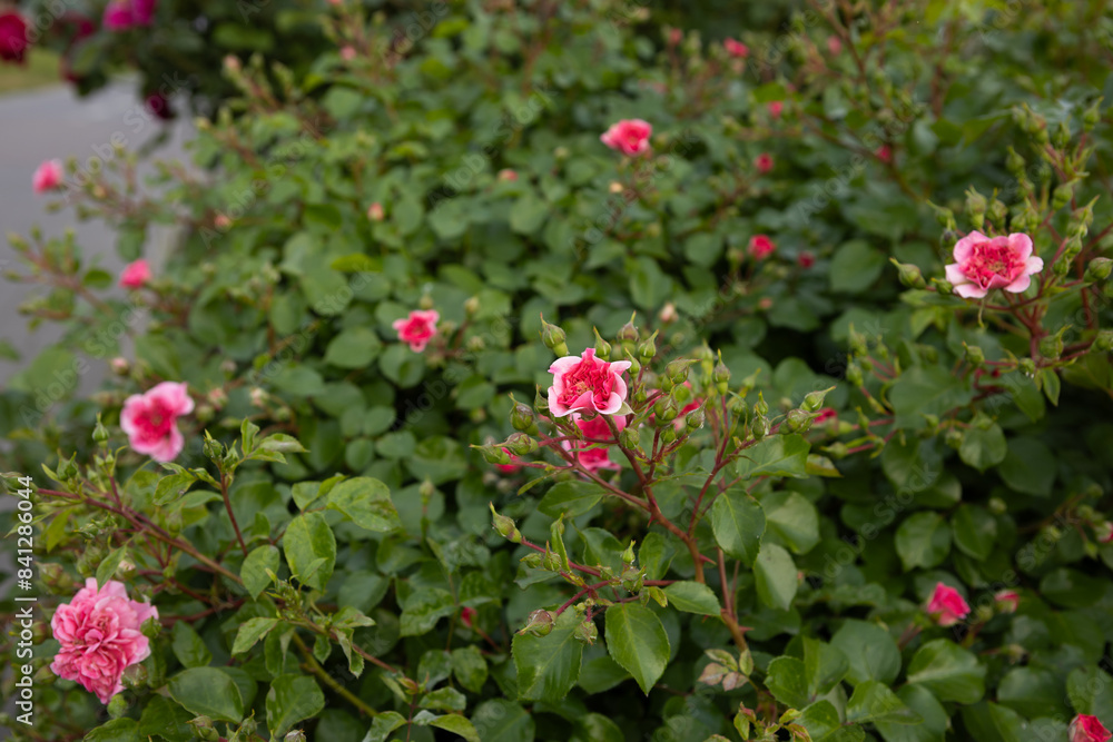 bush of roses bud blooming on green background flowers bush of roses bud blooming on green background flowers