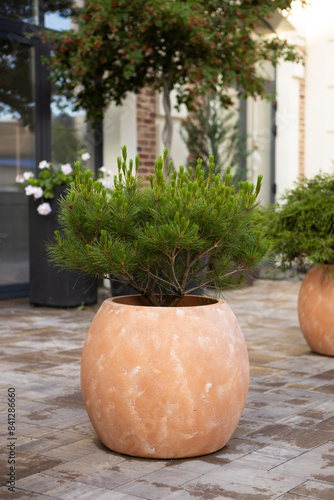 coniferous plants in a ceramic pot outdoors