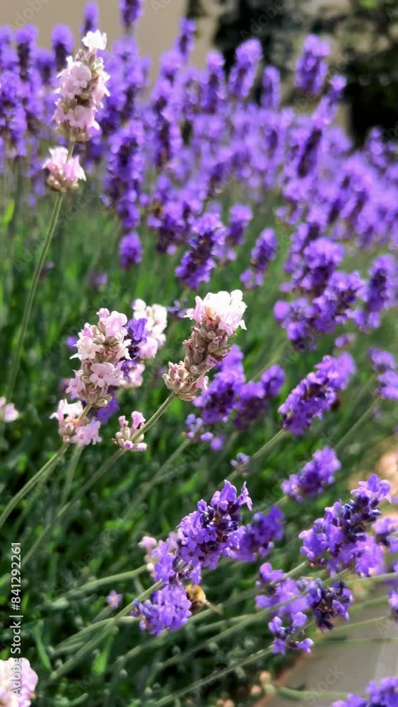 Bees pollinate lavender flowers in bloom, purple and white Bees pollinate lavender flowers in bloom, purple and white