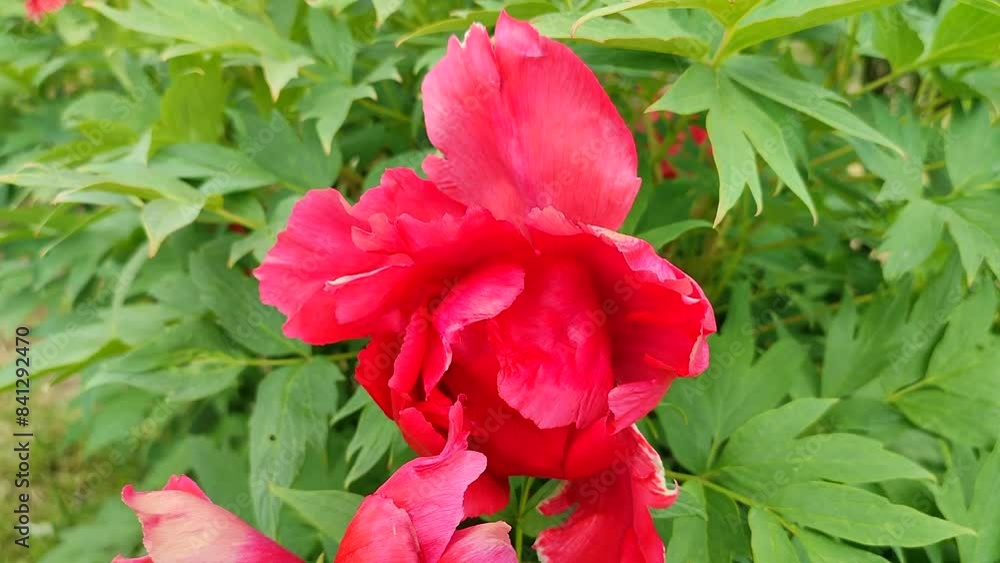 Tree peony flower. Large beautiful pink tree peony flower. Flower with bright pink inflorescence petals and green leaves close-up. Selection and breeding. Cultivated varietal flower. Paeonia. Nature.