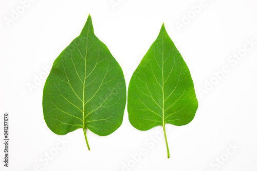 Green natural leaf  close-up  on a white background. Plant leaf.