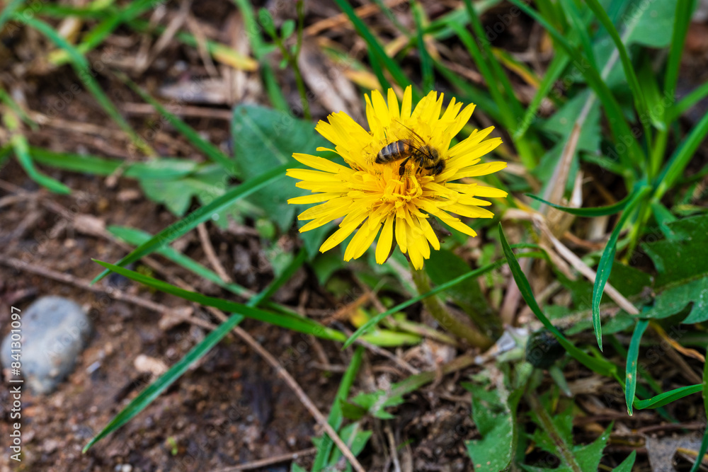 Apiculture et biodiversité : Une abeille mellifère butinant un pissenlit en Alsace, CeA, Grand Est, France Apiculture et biodiversité : Une abeille mellifère butinant un pissenlit en Alsace, CeA, Grand Est, France