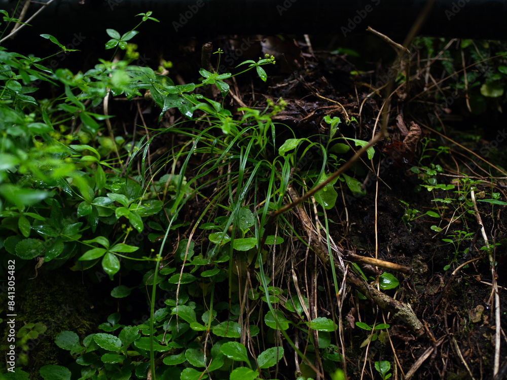 Beautiful nature in a mountain canyon.