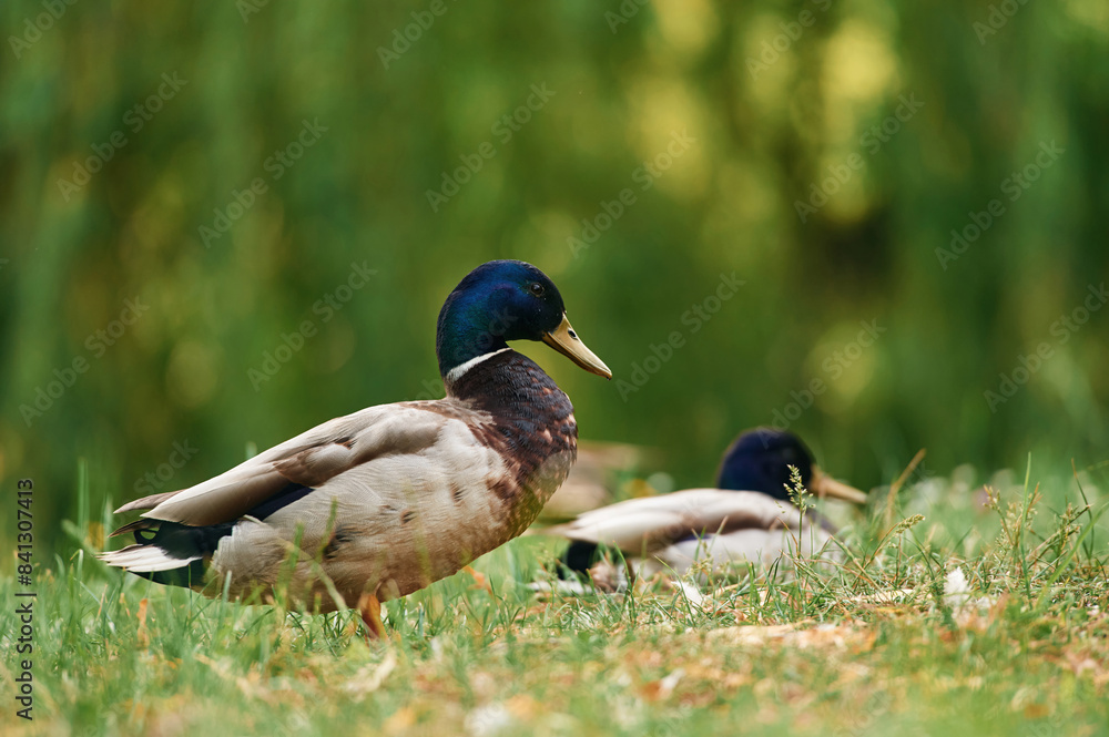 Obraz premium Focused view, together. Mallard ducks resting on grass in sunny park setting