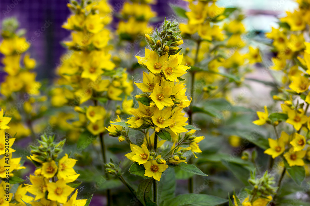 Fototapeta premium Lysimachia punctata
