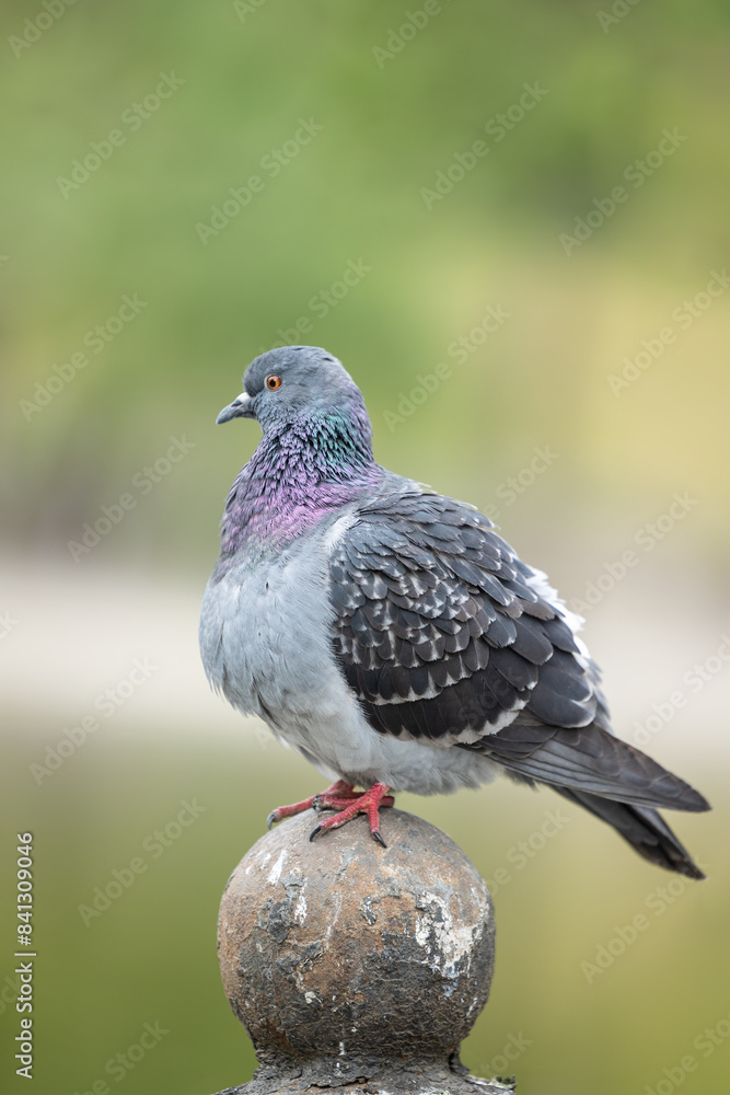 Close view of a gray pigeon with a purple head Close view of a gray pigeon with a purple head