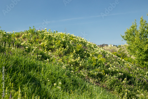 Wallpaper Mural Forbs and flowering herbs on a grassy slope with a blue sky in the background Torontodigital.ca