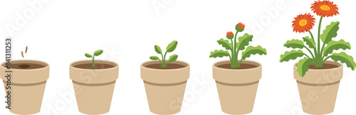 isolated vector graphic illustration of a stylized gerbera daisy growing up from seed, then blooming including a set of different stages of growth