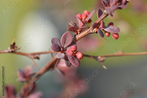 Japanese barberry Rose Glow flower buds
