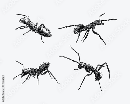Set of hand drawn engraving of an ant. isolated on white background. insect, animal concept. black and white vector illustration.