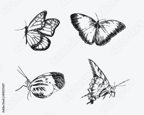 Set of butterflies with engraving drawing style. isolated background. vector illustration.