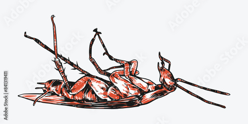 Set of hand drawn of dead cockroach. Sketch drawing. Isolated background. Vector illustration.