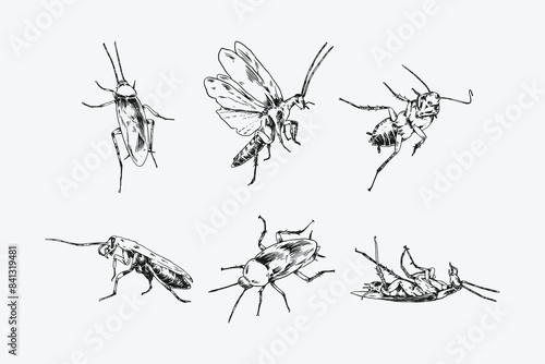 Set of hand drawn of cockroach. Sketch drawing. Different pose, gesture. Monochrome vector illustration.