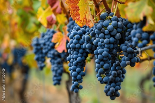 Weinreben voll mit Weintrauben an den Weinreben 