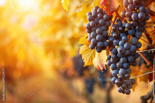 Erntereife Weintrauben im Herbst bei goldenem Licht  photo