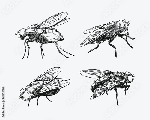 Set of fly insect sketch drawing. Isolated background. Animal, bug, pest concept. Vector illustration.