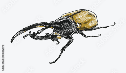 Hercules beetle insect sketch hand drawn. Isolated background. Vector illustration.