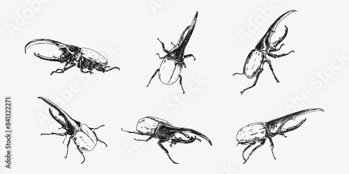 Set of hercules beetle insect sketch hand drawn. Different pose, action, Vector illustration.