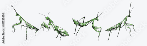 Set of praying mantis engraving, sketch drawing. Isolated on white background. Colored vector illustration.