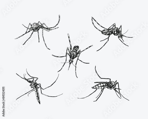 Set of Mosquito drawing. Isolated on white background. Different action, pose, Black and white. Vector hand drawn illustration.