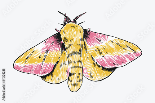 sketch drawing moth, butterfly. Isolated background, Vector illustration.
