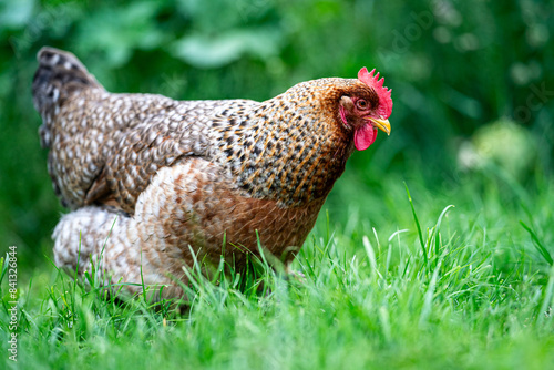 Obraz na płótnie Ein Bielefelder Kennhuhn im Garten 