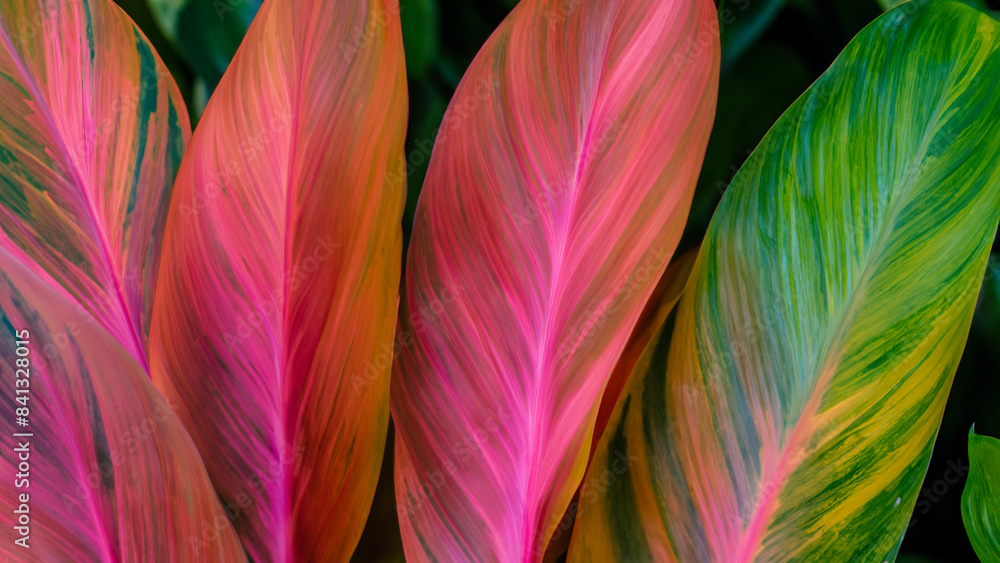 Abstract colorful tropical leaf texture and nature background Abstract colorful tropical leaf texture and nature background