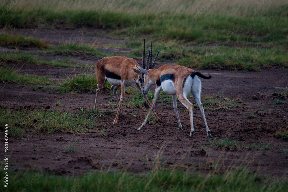 Fighting antelopes in the wild Fighting antelopes in the wild