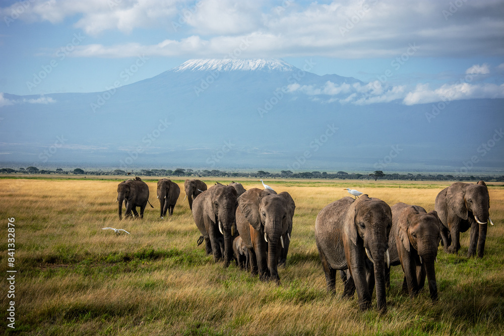 Herd of elephants in front of Kilimanjaro Herd of elephants in front of Kilimanjaro