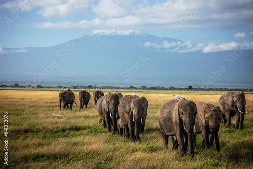 Photography Herd of elephants in front of Kilimanjaro