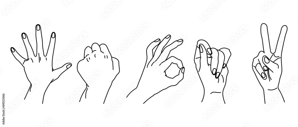 Set of drawn human hands. A set of hands in a collection of various gestures. illustration, vector Set of drawn human hands. A set of hands in a collection of various gestures. illustration, vector