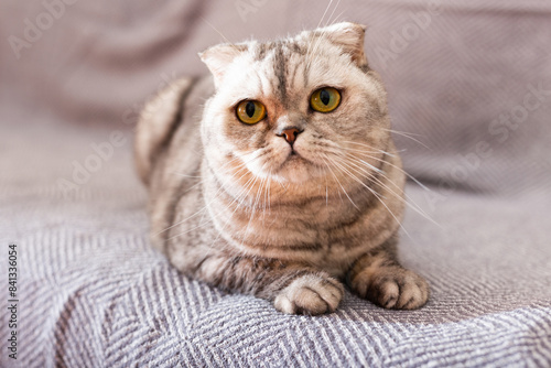 Calm relaxed gray scottish fold cat lies on gray sofa