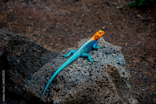 Blue lizard on a rock