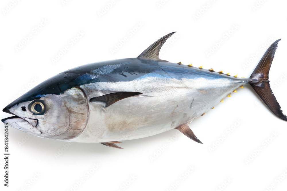 tuna fish on white background tuna fish on white background