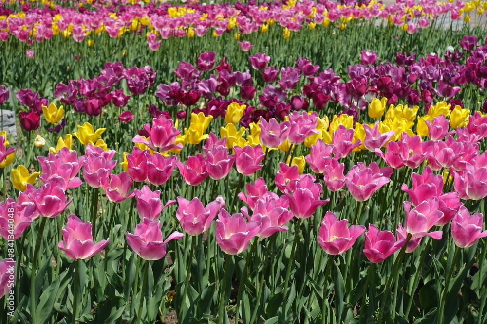 Countless colorful and bright flowers of tulips in mid May Countless colorful and bright flowers of tulips in mid May