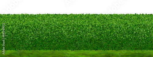 Green lawn with a hedge of boxwood bushes. Seamless background with evergreen shrub and lawn. Vector illustration with leaf texture