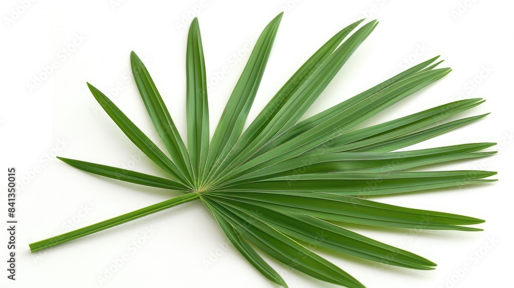 Isolated green palm leaf on a white background Isolated green palm leaf on a white background