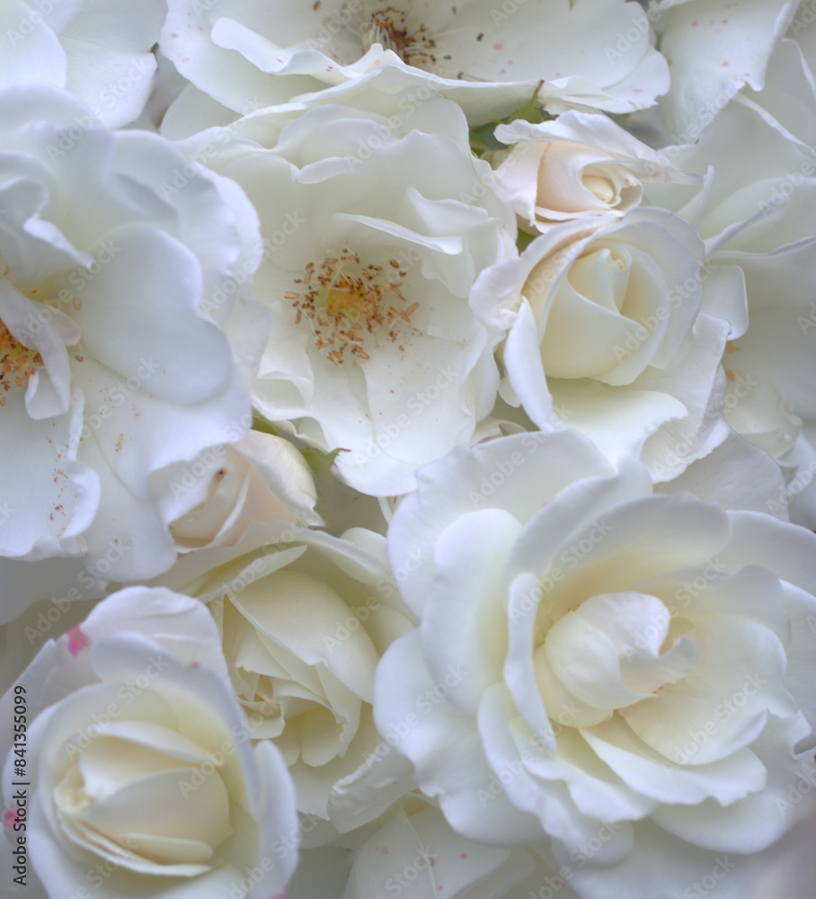 close up view of several white roses with soft petals. wedding invitations or decorations, beauty and skincare product advertisements, greeting card, florists or event planners, mother's day concept close up view of several white roses with soft petals. wedding invitations or decorations, beauty and skincare product advertisements, greeting card, florists or event planners, mother's day concept