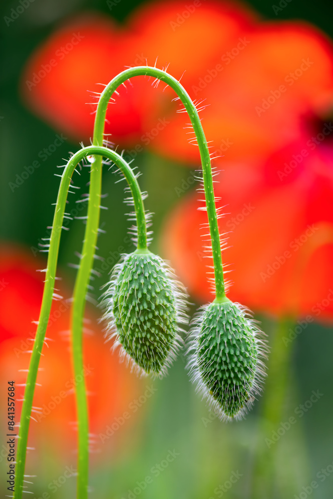 Two closed buds of common or corn poppy (Papaver rhoeas) with curved, hairy stem. Red poppy is a annual herbaceous species of flowering plant in the poppy family. Macro close up, blurred background. Two closed buds of common or corn poppy (Papaver rhoeas) with curved, hairy stem. Red poppy is a annual herbaceous species of flowering plant in the poppy family. Macro close up, blurred background.