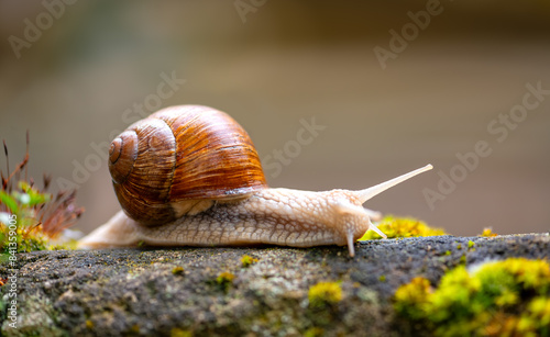 Roman or Burgundy snail or escargot (Helix pomatia), a large, air-breathing land snail with creamy brownish shell. Macro of sliding animal on wet mossy rock in a german garden. Blurred background photo