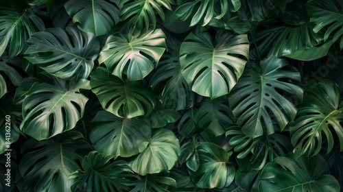 Wallpaper Mural Wallpaper Jungle  Torontodigital.ca