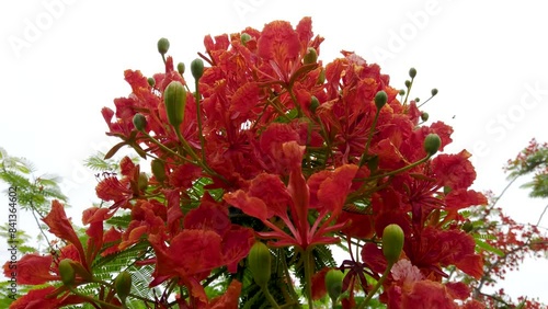 Tree with bright red flowers against sky background, closeup