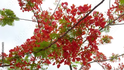 Tree with bright red flowers against sky background, closeup