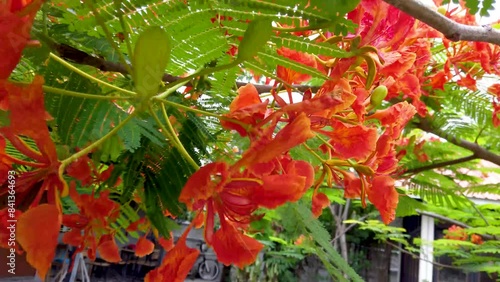 Tree with bright red flowers against sky background, closeup