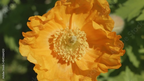 Yellow Welsh poppy Papaver cambricum close up backdrop stock footage photo