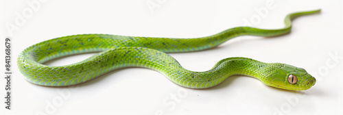 Green wooden snake on isolated white background. Year of the Snake 2025 
