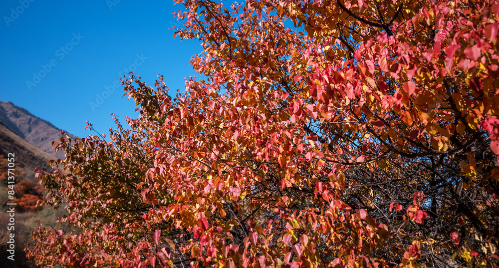 Beautiful autumn landscape with trees. Colorful foliage in the park. Natural background. Autumn coloured trees. Beautiful autumn landscape with trees. Colorful foliage in the park. Natural background. Autumn coloured trees.
