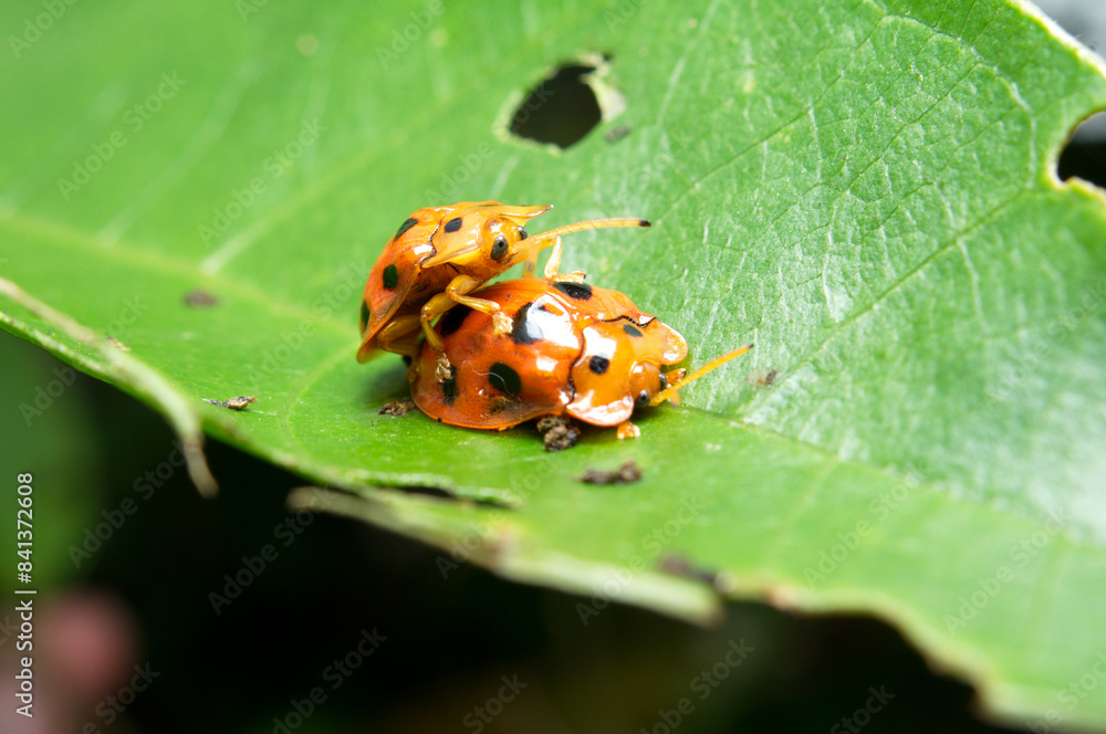 Fototapeta premium Close-up macro of tortoise beetle bug orange color outdoor