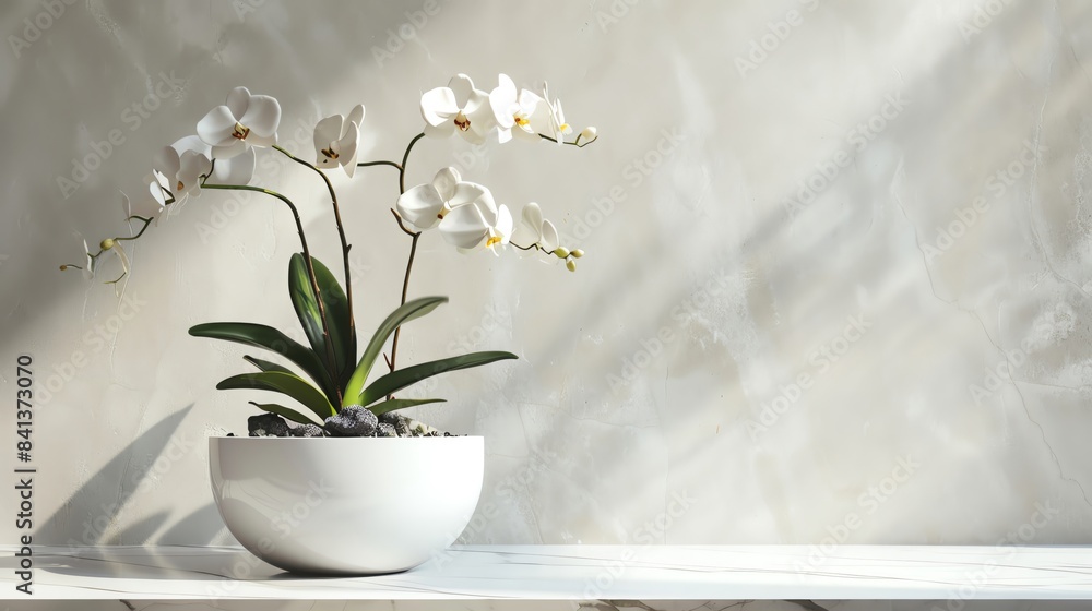 Orchid in a white pot against a light gray textured wall, with soft natural lighting casting gentle shadows. Orchid in a white pot against a light gray textured wall, with soft natural lighting casting gentle shadows.